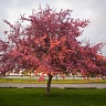Pink Tree At Sunset